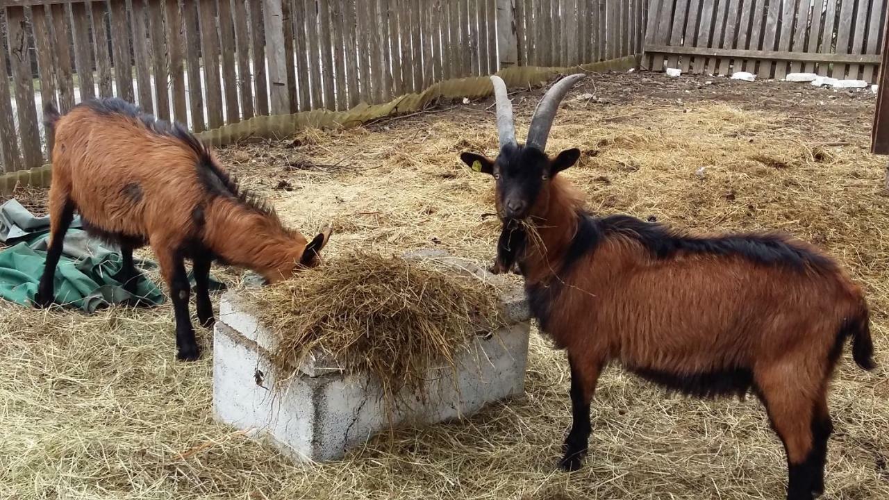 Ferienwohnungen Wimmer Bischofshofen Luaran gambar